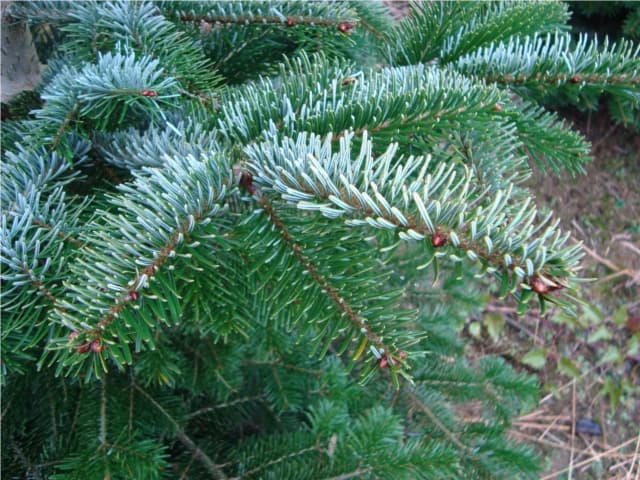 Christbaumkultur Lienhart & Mayer