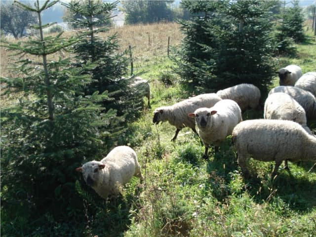 Warum ein steirischer Christbaum?