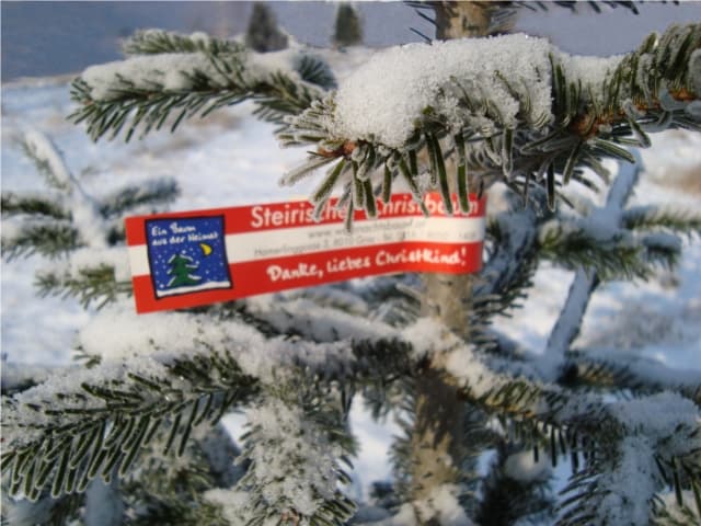 Christbaum im Schnee